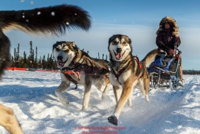 Michelle Phillips team on the trail just prior to the Cripple checkpoint on Thursday March 10 during Iditarod 2016.  Alaska.    Photo by Jeff Schultz (C) 2016  ALL RIGHTS RESERVED