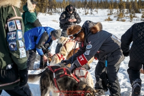 Four volunteer vets check out Paul Gebhardt's team at the Cripple checkpoint on Thursday March 10 during Iditarod 2016.  Alaska.    Photo by Jeff Schultz (C) 2016  ALL RIGHTS RESERVED