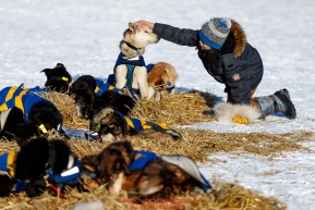 14 year old Huslia student Joseph Williams pets a Hugh Neff dog at the Huslia checkpoint during the 2017 Iditarod on Friday morning March 10, 2017.Photo by Jeff Schultz/SchultzPhoto.com  (C) 2017  ALL RIGHTS RESERVED