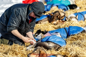 Misha Wiljes puts foot salve on the dog's paws at the Galena checkpoint during the 2017 Iditarod on Friday afternoon March 10, 2017.Photo by Jeff Schultz/SchultzPhoto.com  (C) 2017  ALL RIGHTS RESERVED