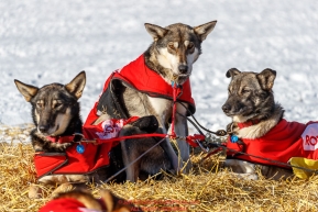 Laura Neese dogs Aruba, Auora and Brennan soak up the sun at the Galena checkpoint during the 2017 Iditarod on Friday afternoon March 10, 2017.Photo by Jeff Schultz/SchultzPhoto.com  (C) 2017  ALL RIGHTS RESERVED