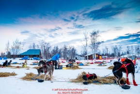 Jason Mackey feeds as other dogs rest at the Huslia checkpoint during the 2017 Iditarod on Friday morning March 10, 2017.Photo by Jeff Schultz/SchultzPhoto.com  (C) 2017  ALL RIGHTS RESERVED