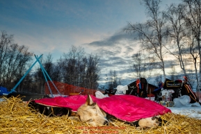 A Jessie Royer dog sleeps under a blanket at the Huslia checkpoint during the 2017 Iditarod on Friday morning March 10, 2017.Photo by Jeff Schultz/SchultzPhoto.com  (C) 2017  ALL RIGHTS RESERVED