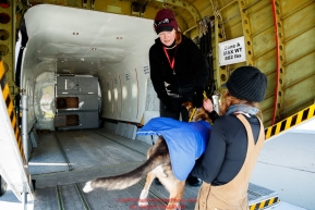 Dog drop handlers Shannon Post and Emily Maxwell load one of 72 dropped dogs into a CASA airplane at the Galena airport during the 2017 Iditarod on Friday afternoon March 10, 2017.Photo by Jeff Schultz/SchultzPhoto.com  (C) 2017  ALL RIGHTS RESERVED