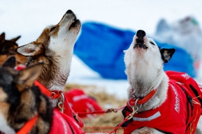 Meredith Mapes dogs howl as Meradith readies to leave the ghost-town checkpoint of Iditarod on Saturday, March 10th during the 2018 Iditarod Sled Dog Race -- AlaskaPhoto by Jeff Schultz/SchultzPhoto.com  (C) 2018  ALL RIGHTS RESERVED