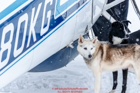Dropped dogs wait to get loaded into Jerry Wortley's plane at the ghost-town checkpoint of Iditarod on Saturday, March 10th during the 2018 Iditarod Sled Dog Race -- AlaskaPhoto by Jeff Schultz/SchultzPhoto.com  (C) 2018  ALL RIGHTS RESERVED