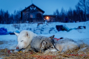 Rob Cooke's dogs Hitch and Redgrave sleep in the early morning hours at the ghost-town checkpoint of Iditarod on Saturday, March 10th during the 2018 Iditarod Sled Dog Race -- AlaskaPhoto by Jeff Schultz/SchultzPhoto.com  (C) 2018  ALL RIGHTS RESERVED