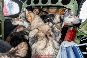 Dropped dogs look out the window of Wes Erb's plane as they prepare for a flight back to McGrath at the ghost-town checkpoint of Iditarod on Saturday, March 10th during the 2018 Iditarod Sled Dog Race -- AlaskaPhoto by Jeff Schultz/SchultzPhoto.com  (C) 2018  ALL RIGHTS RESERVED