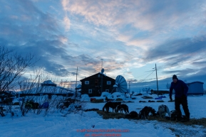 Mats Petterrson feeds his dogs at sunrise at the Kaltag checkpoint on Sunday March 10th during the 2019 Iditarod Trail Sled Dog Race.Photo by Jeff Schultz/  (C) 2019  ALL RIGHTS RESERVED