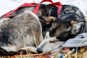 A Brett Bruggeman dog sleeps at the Kaltag checkpoint on Sunday afternoon March 10th during the 2019 Iditarod Trail Sled Dog Race.Photo by Jeff Schultz/  (C) 2019  ALL RIGHTS RESERVED