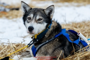 A Seth Barnes dog rests at the Kaltag checkpoint on Sunday afternoon March 10th during the 2019 Iditarod Trail Sled Dog Race.Photo by Jeff Schultz/  (C) 2019  ALL RIGHTS RESERVED