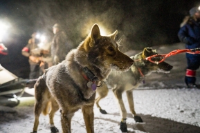 Front runners of the Iditarod into the McGrath Checkpoint start arriving the evening of March 10, 2020.