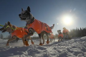 Iditarod musher Joar Leifseth Ulsom mushes into the Iditarod checkpoint in Nikolai, AK on Tuesday, March 10, 2020.  (Photo by Bob Hallinen)