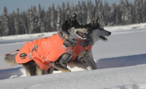 Iditarod musher Thomas Waerner arrives with his dog team into the Iditarod checkpoint in Nikolai, AK on Tuesday, March 10, 2020.  (Photo by Bob Hallinen)