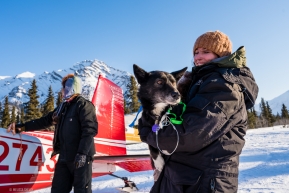 An Iditarod volunteer gets to hold an inquisitive sled dog while waiting at the Rohn Checkpoint for flights out to McGrath.