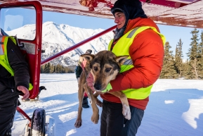 A pup gets a lift up from a helpful volunteer in Rohn.  This dog who is no longer racing will be flown via the Iditarod Air Force from the Rohn Checkpoint to McGrath approximately 123 miles away.