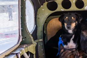 Loaded and ready for a quick flight, This sled dog was one of the first ones to find a spot aboard this IAF operated aircraft in Rohn on March 10, 2020.