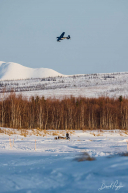 Peter Kaiser Leaving Iditarod Checkpoint - 2023