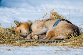 Dog Dreams - 2023 Iditarod Checkpoint