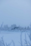 Morning Frost - 2023 Iditarod