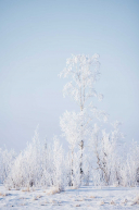 Frosted Trees - 2023 Iditarod