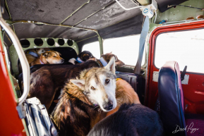 Dogs On a Plane - 2023 Iditarod