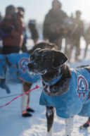 Jessie's Dogs at Nikolai