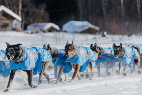 Mille's Team in Nikolai