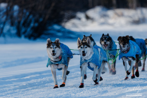 Travis Beals' Lead Dogs