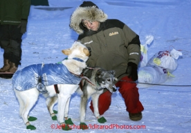 Sunday March 11, 2012  Race Judge Andy Anderson checks out Kelly Griffin's dogs shortly after her arrival at 25 degrees below zero in  Kaltag. Iditarod 2012.