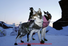 Sunday March 11, 2012  Kelly Griffin 's dog Pancho stands at attention after arriving in Kaltag at 25 degrees below zero. Iditarod 2012.