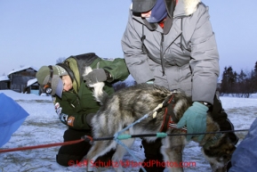 Sunday March 11, 2012  Volunteer vets Sheri Thompson (L) and Alan Taylor check the temperature on a Kelly Griffin dog    at 25 degrees below zero in  Kaltag. Iditarod 2012.