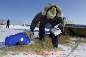 Sunday March 11, 2012   Volunteer, Kimberly McCreedy, known as a "droplet" does an official count of the dropped dogs at the dog lot in Unalakleet.   Iditarod 2012.