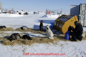 Sunday March 11, 2012  Volunteer "Droplet", Christina Hamlin gives some loving to a dropped dog at the dog drop yeard in Unalakleet.   Iditarod 2012.