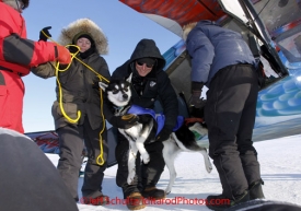 Sunday March 11, 2012  Pilot Dave Looney takes one of the six dropped dogs out of his plane at Unalakleet.   Iditarod 2012.