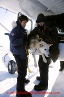 Dropped dog handlers take dogs out of pilot Kevin Scheely's plane at the Unalakleet checkpoint on Monday March 11, 2013.Iditarod Sled Dog Race 2013Photo by Jeff Schultz copyright 2013 DO NOT REPRODUCE WITHOUT PERMISSION