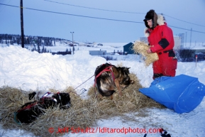 Ray Redington, Jr., straws his dogs at the Elim checkpoint on Monday March 11, 2013.Iditarod Sled Dog Race 2013Photo by Jeff Schultz copyright 2013 DO NOT REPRODUCE WITHOUT PERMISSION