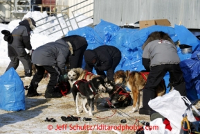 The veterinarian crew does a team effort examine on Mike Williams Jr. dogs shortly after his arrival at the Shaktoolik checkpoint on Monday March 11, 2013.Iditarod Sled Dog Race 2013Photo by Jeff Schultz copyright 2013 DO NOT REPRODUCE WITHOUT PERMISSION