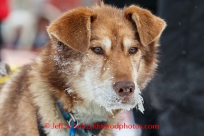 Hans Gatt dog Mint is alert at the Nome finish line after Hans placed 9th on Tuesday March 11th during the 2014 Iditarod Sled Dog Race.PHOTO (c) BY JEFF SCHULTZ/IditarodPhotos.com -- REPRODUCTION PROHIBITED WITHOUT PERMISSION