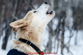 A Joar Leifseth Ulsom dropped dog howls at the Tanana checkpoint on Wednesday morning  March 11th during the 2015 Iditarod.(C) Jeff Schultz/SchultzPhoto.com - ALL RIGHTS RESERVED DUPLICATION  PROHIBITED  WITHOUT  PERMISSION