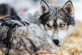 Rob Cooke's dog Redgrave rests at the Tanana checkpoint on Wednesday morning  March 11th during the 2015 Iditarod.(C) Jeff Schultz/SchultzPhoto.com - ALL RIGHTS RESERVED DUPLICATION  PROHIBITED  WITHOUT  PERMISSION