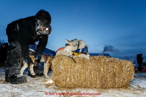 Isabelle Travadon from France massages her dog Dakota as Elite rests on a bale of straw at the Tanana checkpoint on Wednesday morning  March 11th during the 2015 Iditarod.(C) Jeff Schultz/SchultzPhoto.com - ALL RIGHTS RESERVED DUPLICATION  PROHIBITED  WITHOUT  PERMISSION