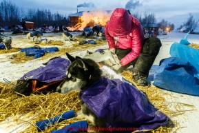 Lisbet Norris puts foot ointment and dog coats on her Siberian Husky team at the Tanana checkpoint on Wednesday morning  March 11th during the 2015 Iditarod.(C) Jeff Schultz/SchultzPhoto.com - ALL RIGHTS RESERVED DUPLICATION  PROHIBITED  WITHOUT  PERMISSION