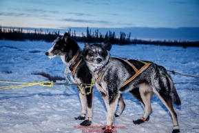 Tore Albrigtsen dogs run on the trail into the Cripple checkpoint on Thursday March 10 during Iditarod 2016.  Alaska.    Photo by Jeff Schultz (C) 2016  ALL RIGHTS RESERVED