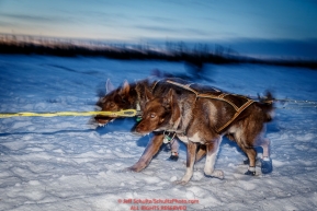 Tore Albrigtsen dogs run on the trail into the Cripple checkpoint on Thursday March 10 during Iditarod 2016.  Alaska.    Photo by Jeff Schultz (C) 2016  ALL RIGHTS RESERVED