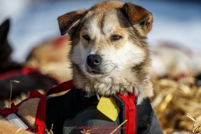 A Kelly Maixner dog rests at Ruby on Friday March 11th during Iditarod 2016.  Alaska.    Photo by Jeff Schultz (C) 2016  ALL RIGHTS RESERVED