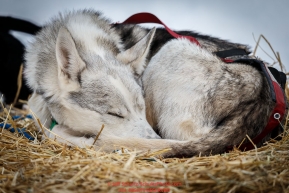 A Ken Anderson dog sleeps at the Ruby Checkpoint during the 2016 Iditarod.  March 11, 2016    Photo by Jeff Schultz (C) 2016  ALL RIGHTS RESERVED