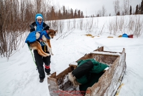 Volunteer Veterinarian Medora Pashmakova carries a Nicolas Petit dropped dog to a waiting sled for a ride to the airport at the Koyukuk checkpoint during the 2017 Iditarod on Saturday afternoon March 11, 2017.Photo by Jeff Schultz/SchultzPhoto.com  (C) 2017  ALL RIGHTS RESERVED
