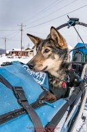 Cody Strathe's dog Neka rides in the basket as he checks into the Kaltag village checkpoint on Sunday afternoon March 11th during the 2018 Iditarod Sled Dog Race -- AlaskaPhoto by Jeff Schultz/SchultzPhoto.com  (C) 2018  ALL RIGHTS RESERVED