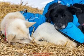Anna Berington's dogs sleep at the Kaltag village checkpoint on Sunday afternoon March 11th during the 2018 Iditarod Sled Dog Race -- AlaskaPhoto by Jeff Schultz/SchultzPhoto.com  (C) 2018  ALL RIGHTS RESERVED